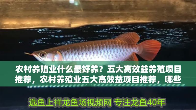 農(nóng)村養(yǎng)殖業(yè)什么最好養(yǎng)？五大高效益養(yǎng)殖項(xiàng)目推薦，農(nóng)村養(yǎng)殖業(yè)五大高效益項(xiàng)目推薦，哪些品種最適合養(yǎng)殖？
