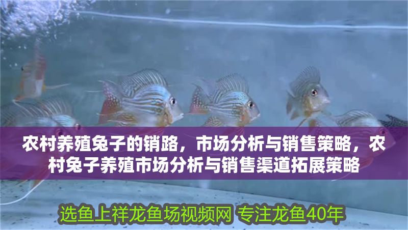 農(nóng)村養(yǎng)殖兔子的銷路，市場分析與銷售策略，農(nóng)村兔子養(yǎng)殖市場分析與銷售渠道拓展策略