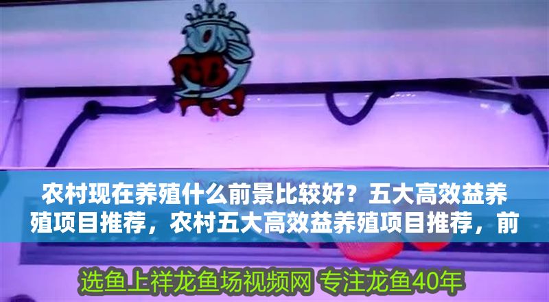 農(nóng)村現(xiàn)在養(yǎng)殖什么前景比較好？五大高效益養(yǎng)殖項(xiàng)目推薦，農(nóng)村五大高效益養(yǎng)殖項(xiàng)目推薦，前景好賺錢快！