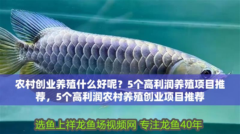 農(nóng)村創(chuàng)業(yè)養(yǎng)殖什么好呢？5個高利潤養(yǎng)殖項目推薦，5個高利潤農(nóng)村養(yǎng)殖創(chuàng)業(yè)項目推薦