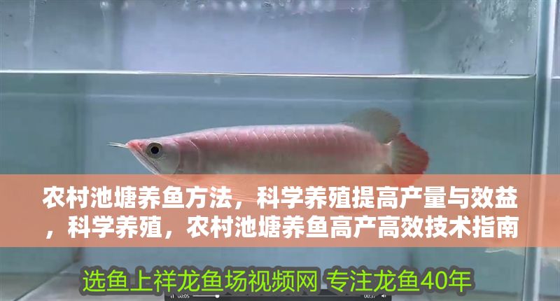 農村池塘養魚方法，科學養殖提高產量與效益，科學養殖，農村池塘養魚高產高效技術指南