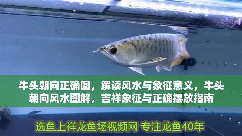 牛頭朝向正確圖，解讀風水與象征意義，牛頭朝向風水圖解，吉祥象征與正確擺放指南