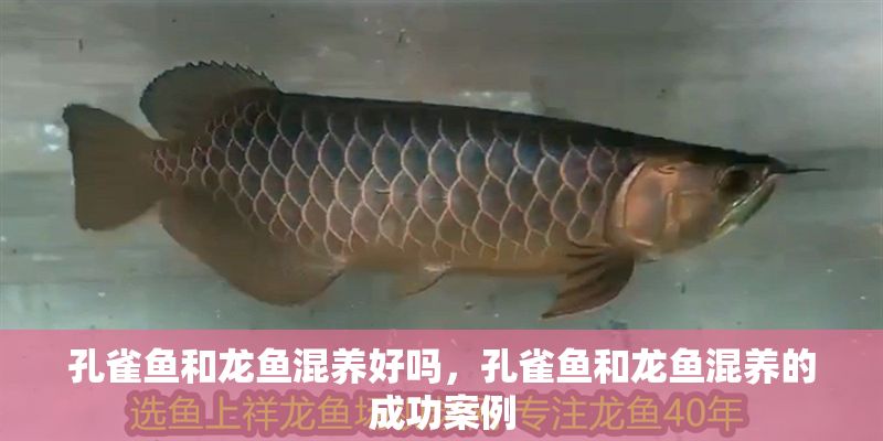 孔雀魚和龍魚混養好嗎，孔雀魚和龍魚混養的成功案例