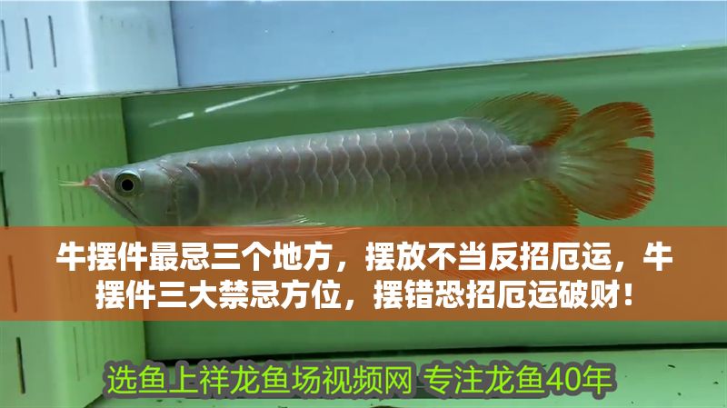 牛擺件最忌三個地方，擺放不當反招厄運，牛擺件三大禁忌方位，擺錯恐招厄運破財！