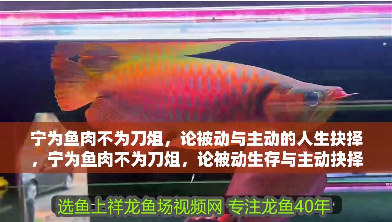 寧為魚肉不為刀俎，論被動(dòng)與主動(dòng)的人生抉擇，寧為魚肉不為刀俎，論被動(dòng)生存與主動(dòng)抉擇的人生哲學(xué)