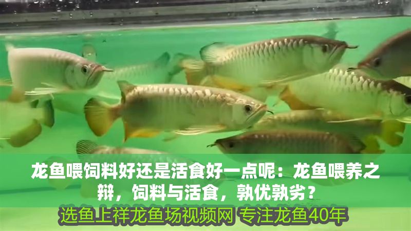 龍魚喂飼料好還是活食好一點呢：龍魚喂養之辯，飼料與活食，孰優孰劣？