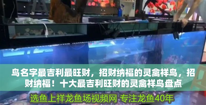 鳥名字最吉利最旺財，招財納福的靈禽祥鳥，招財納福！十大最吉利旺財的靈禽祥鳥盤點