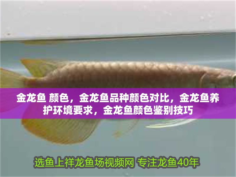 金龍魚 顏色，金龍魚品種顏色對比，金龍魚養護環境要求，金龍魚顏色鑒別技巧