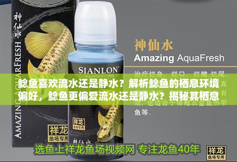 鯰魚喜歡流水還是靜水？解析鯰魚的棲息環境偏好，鯰魚更偏愛流水還是靜水？揭秘其棲息環境選擇，鯰魚更愛流水還是靜水？揭秘其棲息環境偏好