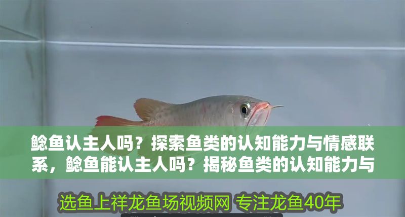 鯰魚認主人嗎？探索魚類的認知能力與情感聯系，鯰魚能認主人嗎？揭秘魚類的認知能力與情感紐帶，鯰魚能認出主人嗎？揭秘魚類的認知與情感能力