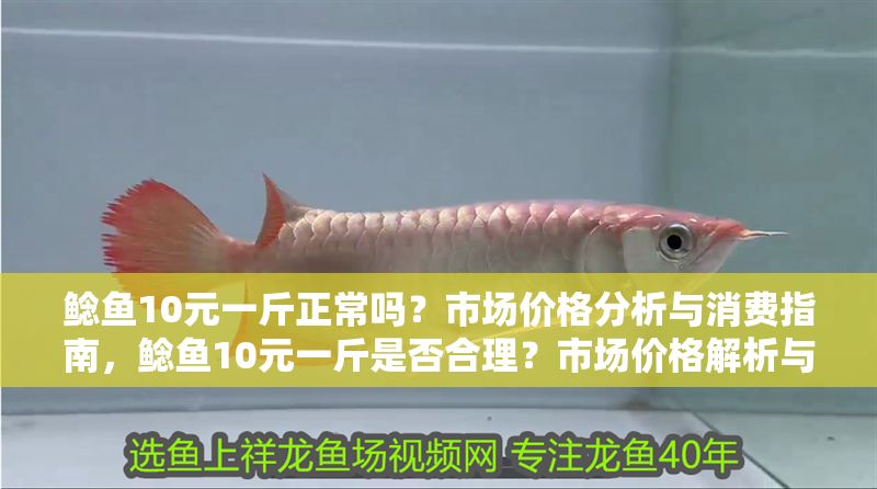 鯰魚10元一斤正常嗎？市場價格分析與消費指南，鯰魚10元一斤是否合理？市場價格解析與選購建議，鯰魚10元一斤合理嗎？市場價格解析與選購指南