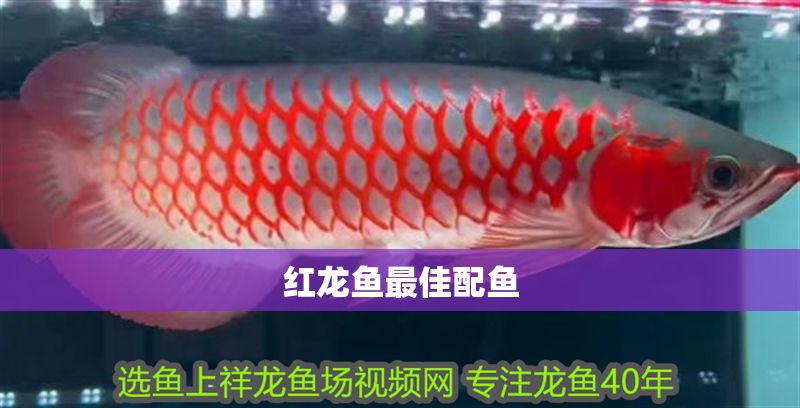 紅龍魚(yú)最佳配魚(yú) 紅龍魚(yú)最佳配魚(yú) 龍魚(yú)百科 第2張