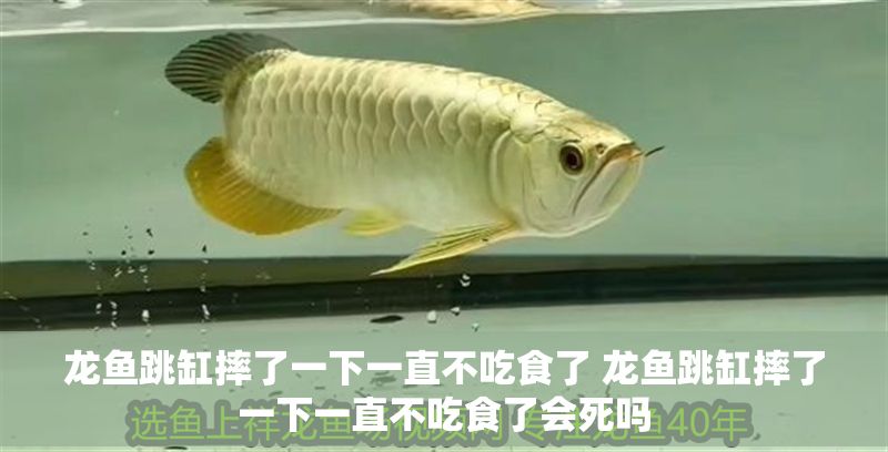 龍魚跳缸摔了一下一直不吃食了 龍魚跳缸摔了一下一直不吃食了會死嗎