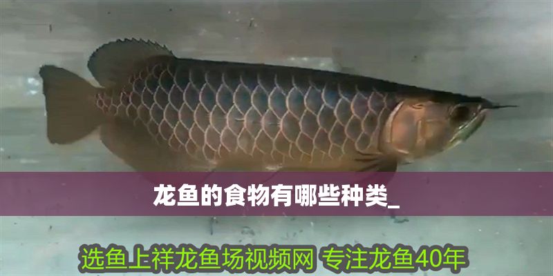 龍魚的食物有哪些種類_