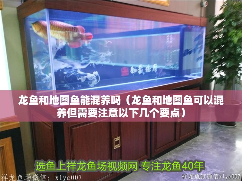 龍魚和地圖魚能混養(yǎng)嗎（龍魚和地圖魚可以混養(yǎng)但需要注意以下幾個要點）