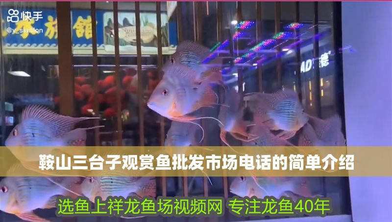 鞍山三臺子觀賞魚批發(fā)市場電話的簡單介紹