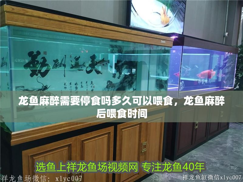 龍魚麻醉需要停食嗎多久可以喂食，龍魚麻醉后喂食時間