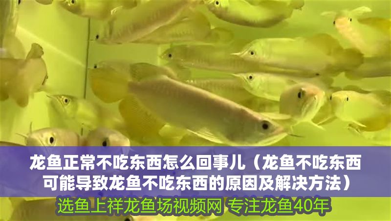 龍魚正常不吃東西怎么回事兒（龍魚不吃東西可能導致龍魚不吃東西的原因及解決方法）
