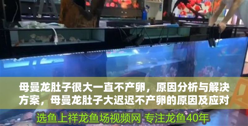 母曼龍肚子很大一直不產卵，原因分析與解決方案，母曼龍肚子大遲遲不產卵的原因及應對方法