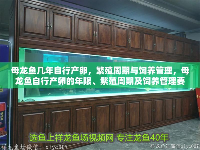 母龍魚幾年自行產卵，繁殖周期與飼養管理，母龍魚自行產卵的年限、繁殖周期及飼養管理要點