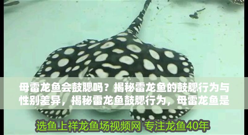 母雷龍魚會鼓腮嗎？揭秘雷龍魚的鼓腮行為與性別差異，揭秘雷龍魚鼓腮行為，母雷龍魚是否會鼓腮？