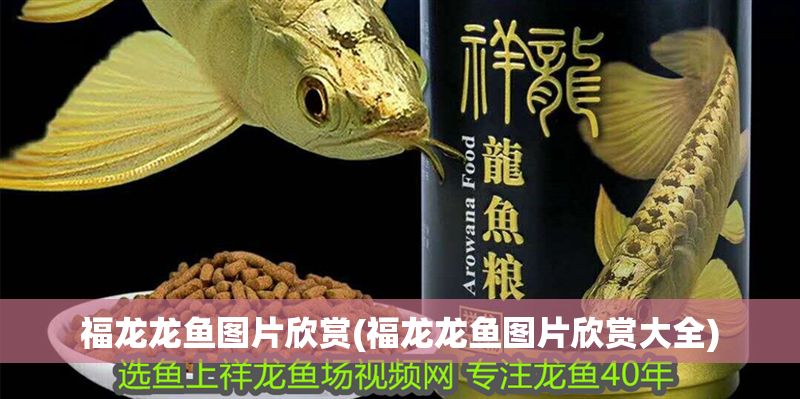 福龍龍魚圖片欣賞(福龍龍魚圖片欣賞大全)