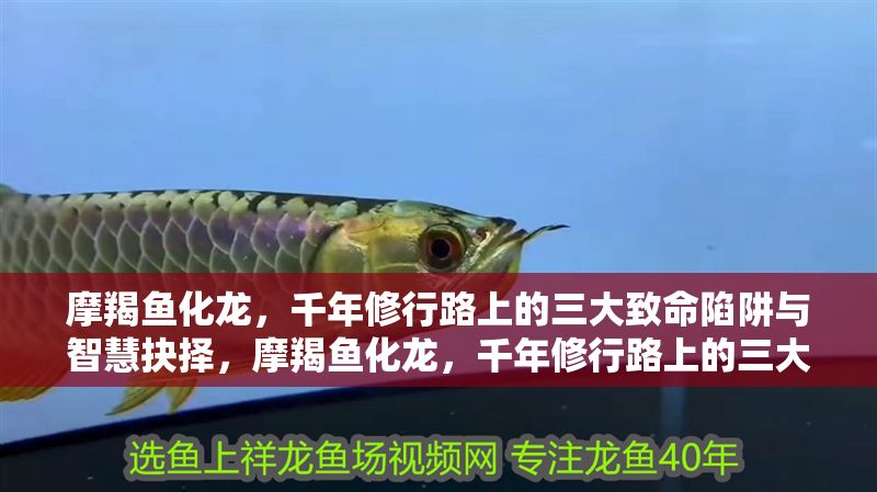 摩羯魚化龍,千年修行路上的三大致命陷阱與智慧抉擇,摩羯魚化龍,千年修行路上的三大致命陷阱與智慧抉擇 龍魚百科 第1張 摩羯魚化龍,千年修行路上的三大致命陷阱與智慧抉擇,摩羯魚化龍,千年修行路上的三大致命陷阱與智慧抉擇 摩羯魚化龍,千年修行路上的三大致命陷阱與智慧抉擇,摩羯魚化龍,千年修行路上的三大致命陷阱與智慧抉擇 龍魚百科 第1張