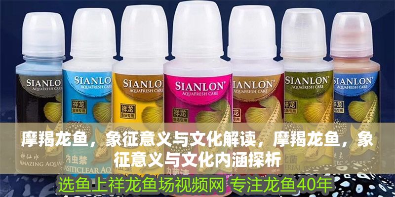 摩羯龍魚，象征意義與文化解讀，摩羯龍魚，象征意義與文化內涵探析 摩羯龍魚，象征意義與文化解讀，摩羯龍魚，象征意義與文化內涵探析 龍魚百科 第1張