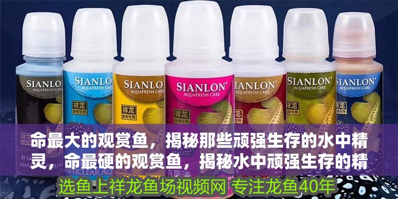命最大的觀賞魚，揭秘那些頑強生存的水中精靈，命最硬的觀賞魚，揭秘水中頑強生存的精靈