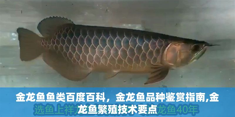 金龍魚魚類百度百科，金龍魚品種鑒賞指南,金龍魚繁殖技術要點