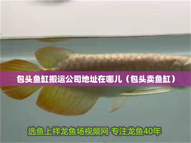 包頭魚缸搬運公司地址在哪兒（包頭賣魚缸）