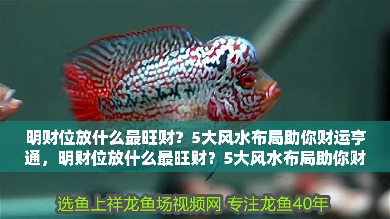 明財位放什么最旺財?5大風水布局助你財運亨通,明財位放什么最旺財?5大風水布局助你財運亨通 龍魚百科 第1張 明財位放什么最旺財?5大風水布局助你財運亨通,明財位放什么最旺財?5大風水布局助你財運亨通 明財位放什么最旺財?5大風水布局助你財運亨通,明財位放什么最旺財?5大風水布局助你財運亨通 龍魚百科 第1張