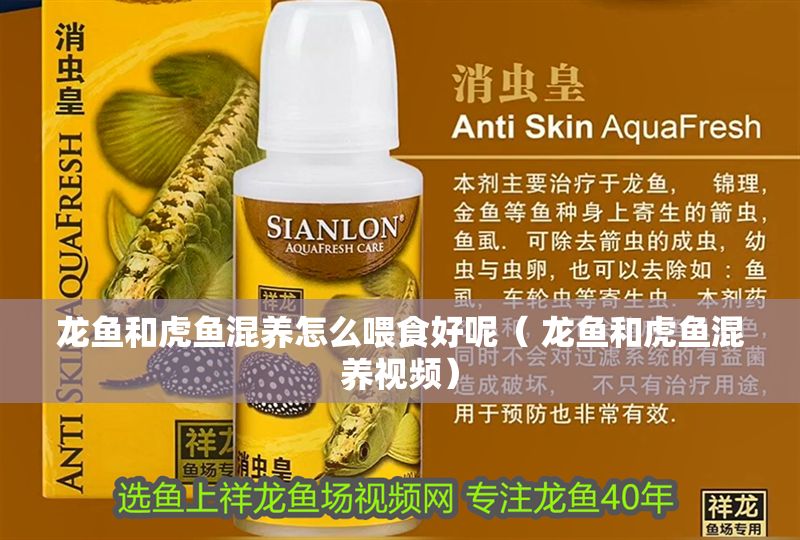 龍魚和虎魚混養怎么喂食好呢（ 龍魚和虎魚混養視頻）