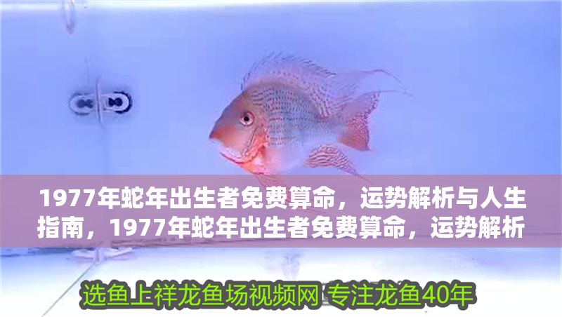 1977年蛇年出生者免費算命，運勢解析與人生指南，1977年蛇年出生者免費算命，運勢解析與人生指南