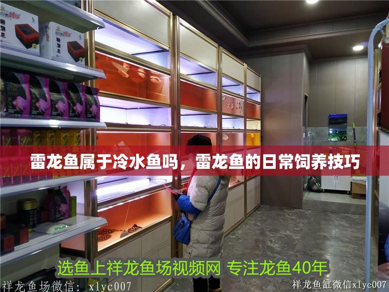 雷龍魚屬于冷水魚嗎，雷龍魚的日常飼養(yǎng)技巧