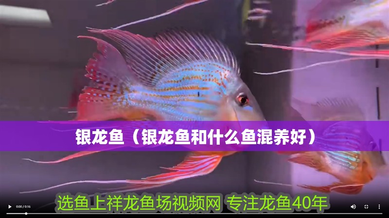 銀龍魚（銀龍魚和什么魚混養好）