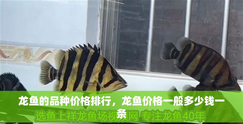 龍魚的品種價格排行，龍魚價格一般多少錢一條