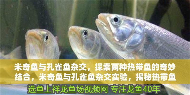米奇魚與孔雀魚雜交，探索兩種熱帶魚的奇妙結合，米奇魚與孔雀魚雜交實驗，揭秘熱帶魚混血新物種