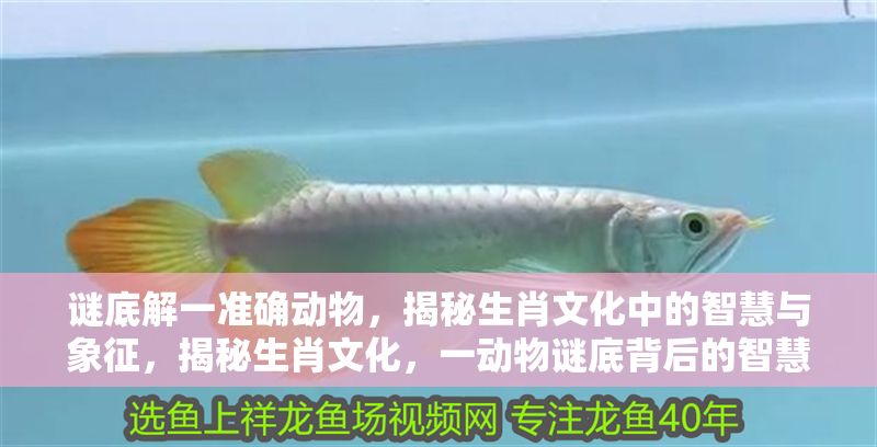 謎底解一準確動物，揭秘生肖文化中的智慧與象征，揭秘生肖文化，一動物謎底背后的智慧與象征 謎底解一準確動物，揭秘生肖文化中的智慧與象征，揭秘生肖文化，一動物謎底背后的智慧與象征 龍魚百科 第1張