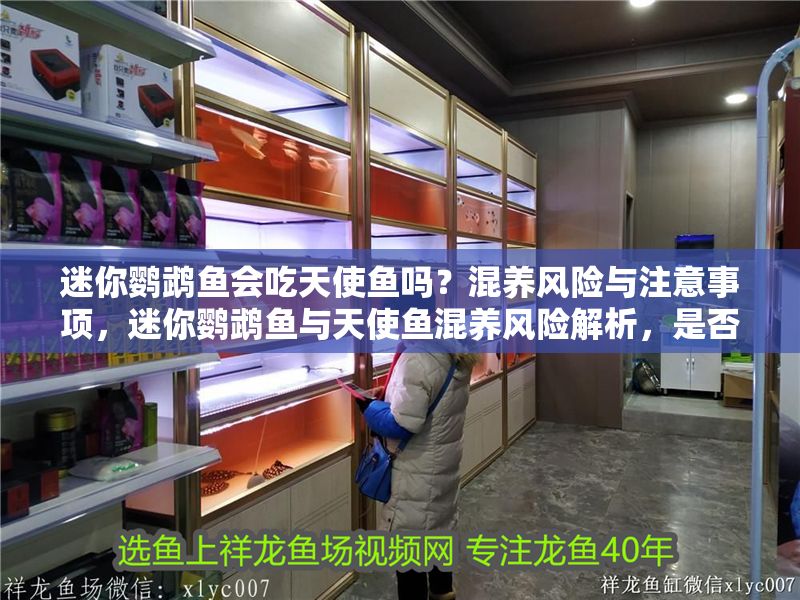 迷你鸚鵡魚會吃天使魚嗎？混養(yǎng)風(fēng)險(xiǎn)與注意事項(xiàng)，迷你鸚鵡魚與天使魚混養(yǎng)風(fēng)險(xiǎn)解析，是否會互相攻擊及注意事項(xiàng)