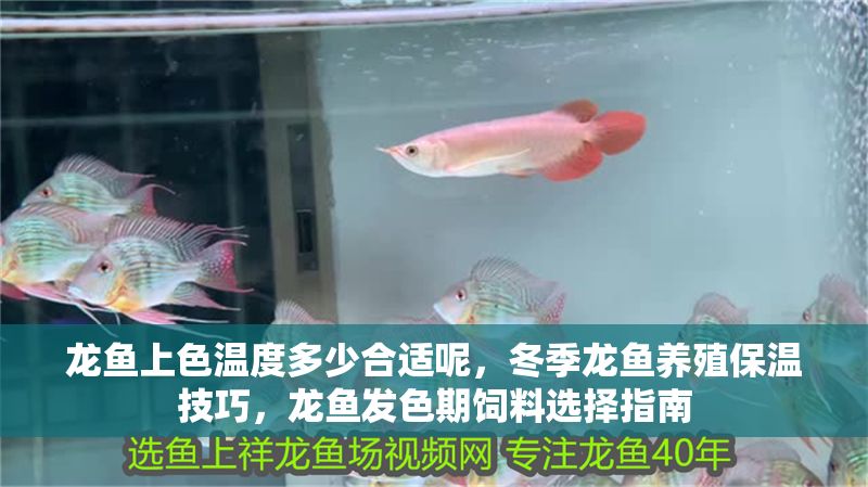 龍魚上色溫度多少合適呢，冬季龍魚養(yǎng)殖保溫技巧，龍魚發(fā)色期飼料選擇指南
