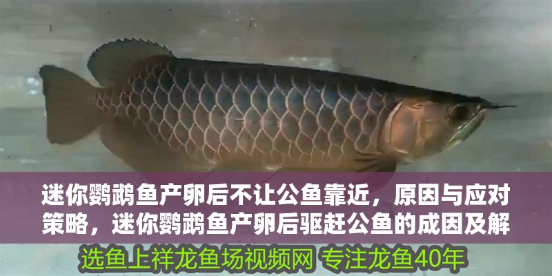 迷你鸚鵡魚產卵后不讓公魚靠近，原因與應對策略，迷你鸚鵡魚產卵后驅趕公魚的成因及解決措施 迷你鸚鵡魚產卵后不讓公魚靠近，原因與應對策略，迷你鸚鵡魚產卵后驅趕公魚的成因及解決措施 龍魚百科 第1張