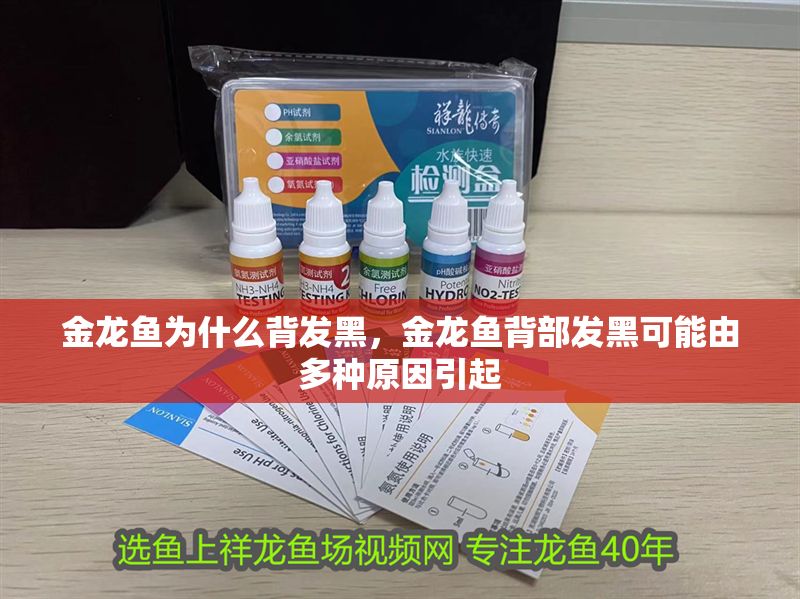 金龍魚為什么背發黑，金龍魚背部發黑可能由多種原因引起