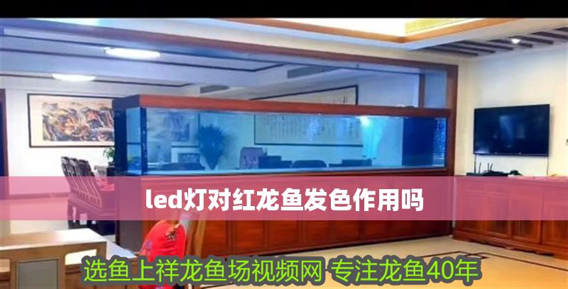 led燈對紅龍魚發色作用嗎