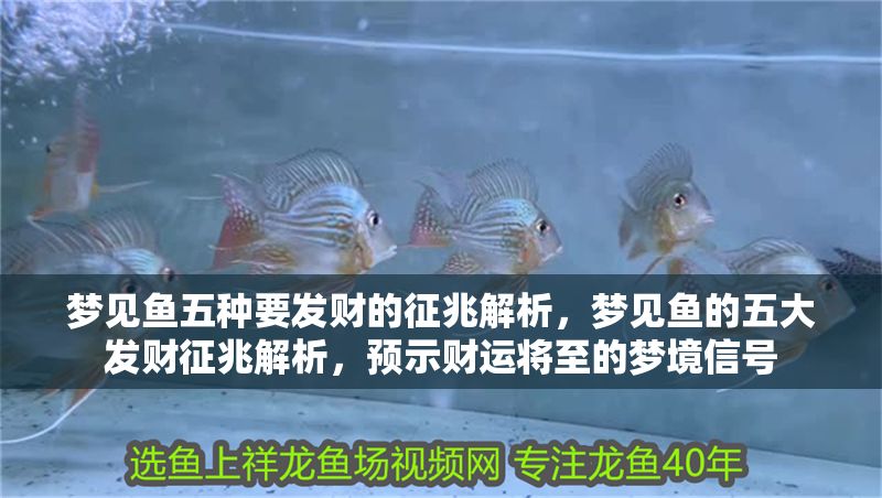 夢見魚五種要發財的征兆解析，夢見魚的五大發財征兆解析，預示財運將至的夢境信號
