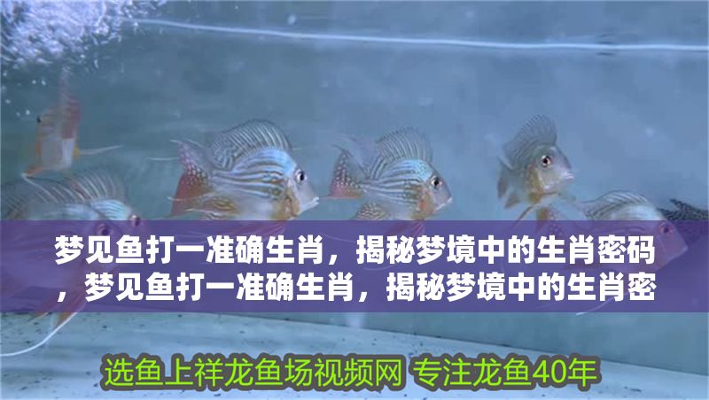 夢見魚打一準確生肖，揭秘夢境中的生肖密碼，夢見魚打一準確生肖，揭秘夢境中的生肖密碼