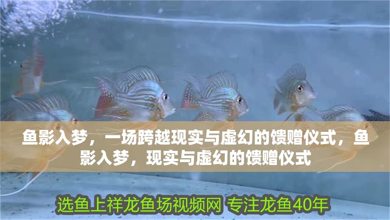 魚影入夢，一場跨越現實與虛幻的饋贈儀式，魚影入夢，現實與虛幻的饋贈儀式
