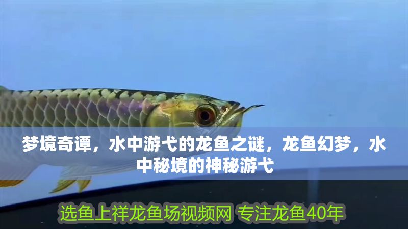 夢境奇譚，水中游弋的龍魚之謎，龍魚幻夢，水中秘境的神秘游弋