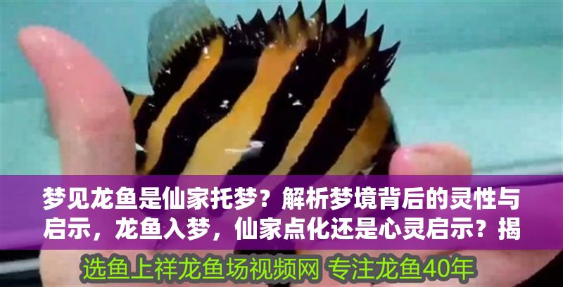 夢見龍魚是仙家托夢？解析夢境背后的靈性與啟示，龍魚入夢，仙家點化還是心靈啟示？揭秘夢境中的靈性密碼