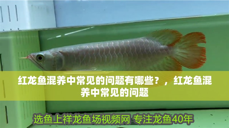 魚缸過濾器選購指南:自制魚缸過濾器魚缸上置過濾器對于養魚愛好者的必備知識 紅龍魚混養中常見的問題有哪些?,紅龍魚混養中常見的問題 龍魚百科 紅龍魚混養中常見的問題有哪些?,紅龍魚混養中常見的問題 紅龍魚混養中常見的問題有哪些?,紅龍魚混養中常見的問題 龍魚百科
